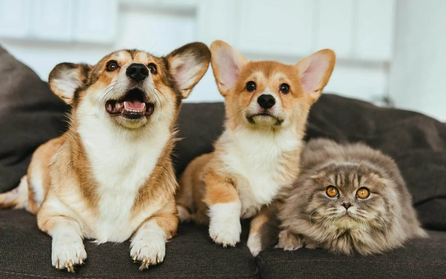 Corgi și pisică — LaVet Medical Sibiu