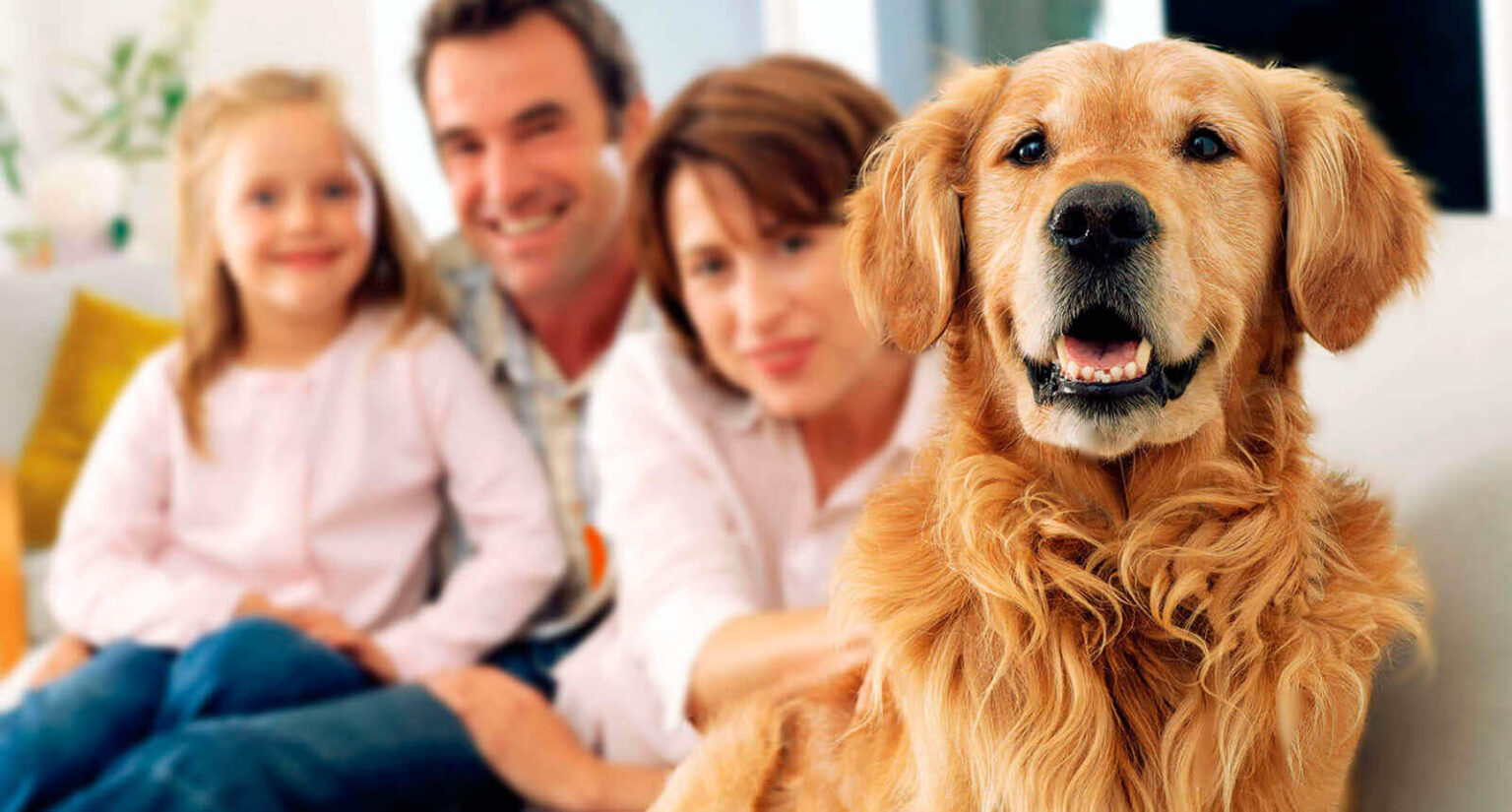 Câine golden retriever afară într-o zi însorită — sfaturi LaVet despre caniculă