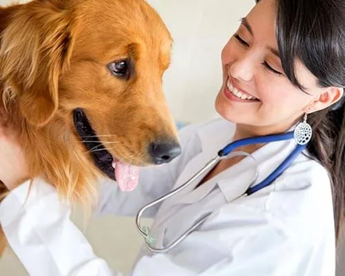 Urgențe veterinare Sibiu — LaVet Medical program și contact
