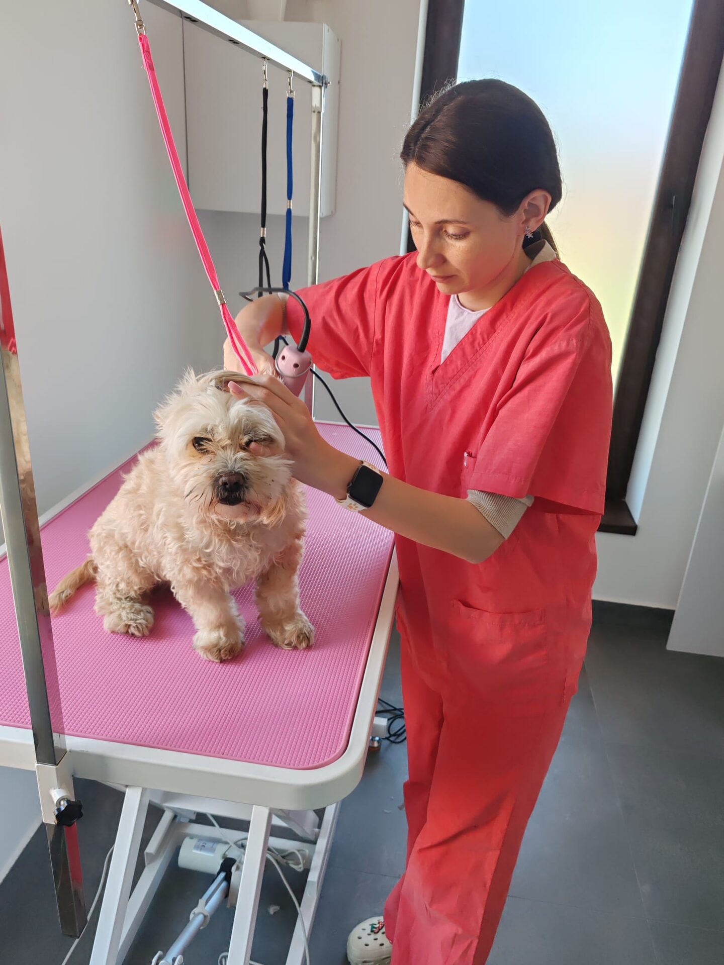 Specialist grooming toaletaj câini LaVet Medical Sibiu — tuns profesional