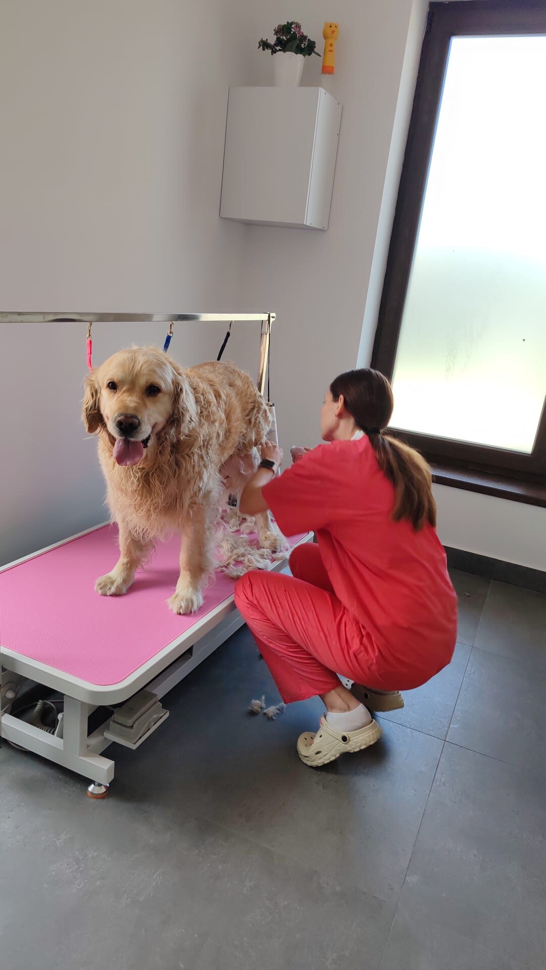 Grooming golden retriever pe masa roz LaVet Medical Sibiu — specialist în acțiune