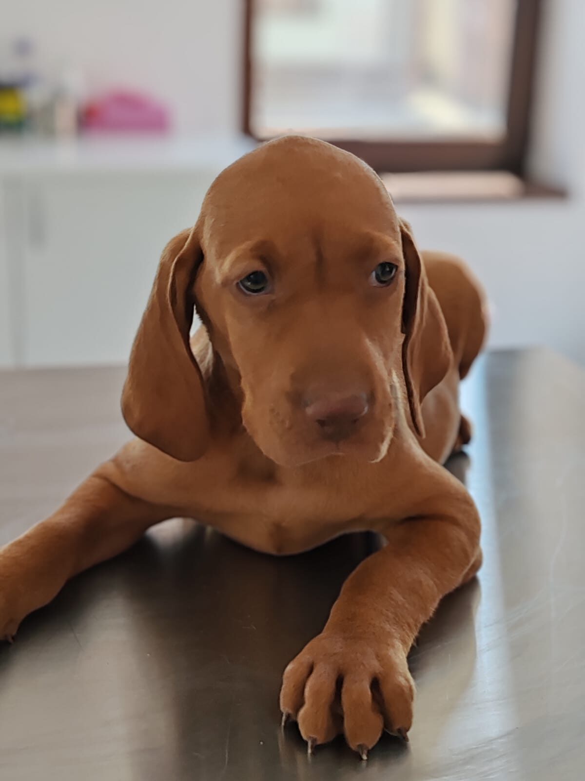 Pui la prima consultație veterinară LaVet Medical Sibiu