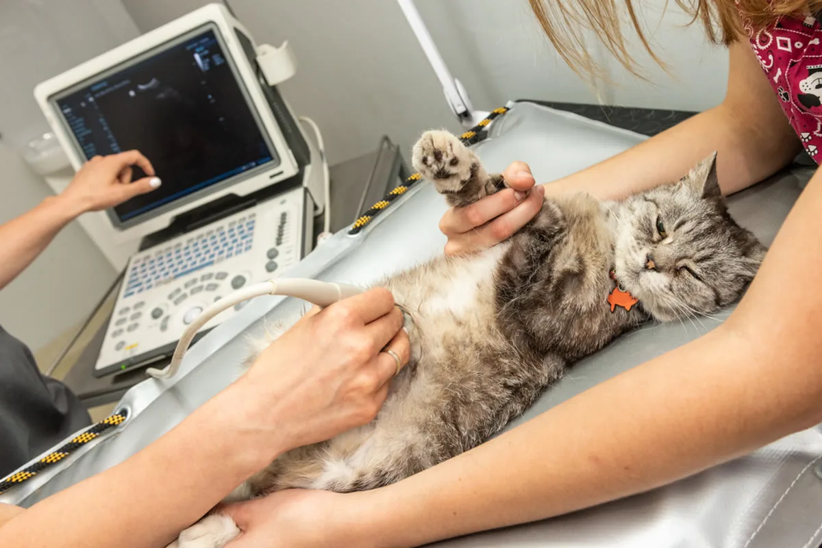 Ecografie veterinară LaVet Medical Sibiu