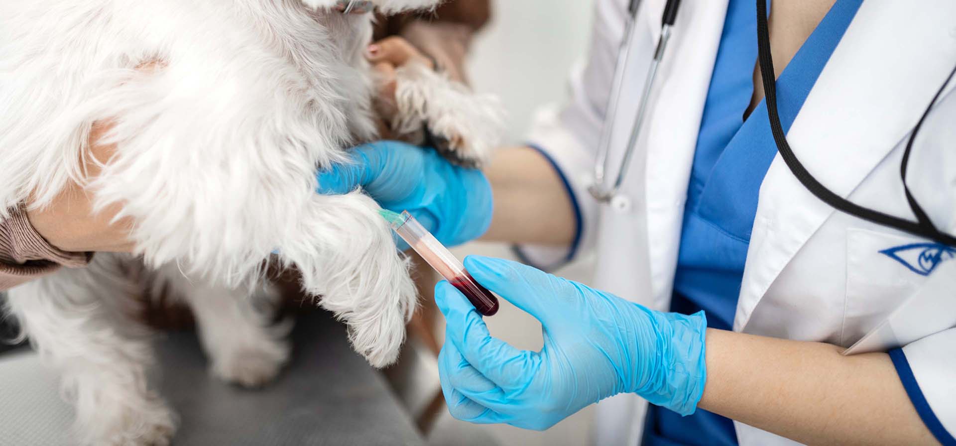 Analize laborator veterinar câini pisici Sibiu — LaVet Medical